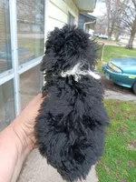 Tiny Milo! (Tcup), a male Poodle - Toy  for sale in Belleville, IL – Photo 3 of 4