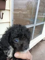 Tiny Milo! (Tcup), a male Poodle - Toy  for sale in Belleville, IL – Photo 2 of 4