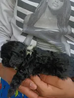 Tiny Milo!, a male Poodle - Toy  for sale in Belleville, IL – Photo 4 of 6