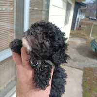 Tiny Milo!(Hold), a male Poodle - Toy  for sale in Belleville, IL – Photo 3 of 4