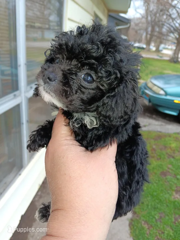 Tiny Milo! (Tcup) – Poodle - Toy  puppy for sale in Belleville, IL