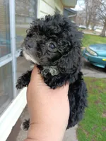 Tiny Milo! (Tcup), a male Poodle - Toy  for sale in Belleville, IL – Photo 1 of 4