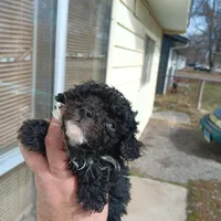 Tiny Milo!(Hold), a male Poodle - Toy  for sale in Belleville, IL – Photo 2 of 4