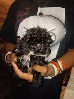 Tiny Milo! (Tcup)Easter Ready!, a male Poodle - Toy  for sale in Belleville, IL – Photo 2 of 4