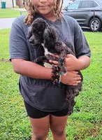 Meet  Charlie, a male Poodle - Toy  for sale in Belleville, IL – Photo 6 of 7