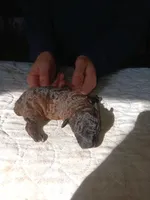 Meet  Charlie, a male Poodle - Toy  for sale in Belleville, IL – Photo 5 of 7