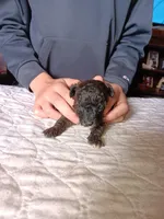 Meet  Charlie, a male Poodle - Toy  for sale in Belleville, IL – Photo 3 of 7