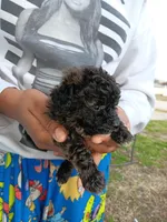 Meet  Charlie(Sold), a male Poodle - Toy  for sale in Belleville, IL – Photo 1 of 6
