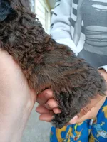 Meet  Charlie(Sold), a male Poodle - Toy  for sale in Belleville, IL – Photo 3 of 6