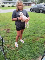 Meet  Charlie, a male Poodle - Toy  for sale in Belleville, IL – Photo 4 of 7