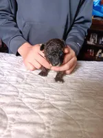 Meet  Charlie, a male Poodle - Toy  for sale in Belleville, IL – Photo 1 of 7