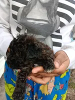 Meet  Charlie(Sold), a male Poodle - Toy  for sale in Belleville, IL – Photo 2 of 6