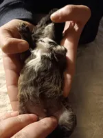 Meet  Charlie(Sold), a male Poodle - Toy  for sale in Belleville, IL – Photo 6 of 6