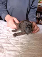 Meet  Charlie, a male Poodle - Toy  for sale in Belleville, IL – Photo 2 of 7