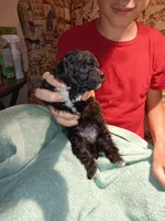 Meet Piper (new pics), a female Poodle - Toy  for sale in Belleville, IL – 5 of 7