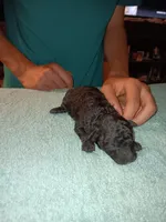 Meet Jax, a male Poodle - Toy  for sale in Belleville, IL – 4 of 4