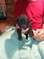 Meet Jax (new pics), a male Poodle - Toy  for sale in Belleville, IL – 3 of 7