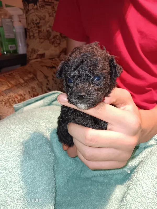 Meet Jax (new pics) – Poodle - Toy  puppy for sale in Belleville, IL
