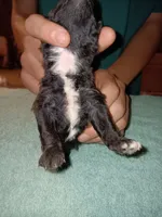 Meet Piper, a female Poodle - Toy  for sale in Belleville, IL – 4 of 4