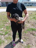 Meet Piper (new pics), a female Poodle - Toy  for sale in Belleville, IL – 4 of 7