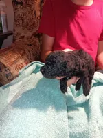 Meet Jax (new pics), a male Poodle - Toy  for sale in Belleville, IL – 7 of 7
