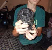 Meet Jax (Hold), a male Poodle - Toy  for sale in Belleville, IL – 1 of 7