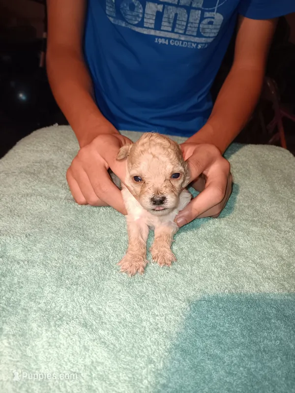 Meet Milo – Poodle - Toy  puppy for sale in Belleville, IL