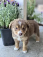 Simba , a male Miniature Australian Shepherd for sale in Pleasant Grove, CA – Photo 1 of 4