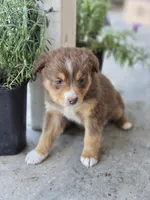 Simba , a male Miniature Australian Shepherd for sale in Pleasant Grove, CA – Photo 4 of 4