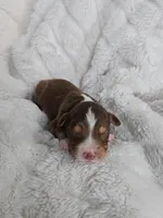 Simba , a male Miniature Australian Shepherd for sale in Pleasant Grove, CA – Photo 3 of 5