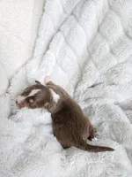 Simba , a male Miniature Australian Shepherd for sale in Pleasant Grove, CA – Photo 5 of 5