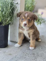 Simba , a male Miniature Australian Shepherd for sale in Pleasant Grove, CA – Photo 3 of 4