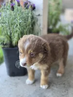 Simba , a male Miniature Australian Shepherd for sale in Pleasant Grove, CA – Photo 2 of 4