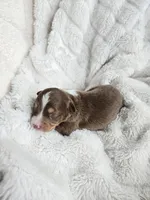 Simba , a male Miniature Australian Shepherd for sale in Pleasant Grove, CA – Photo 4 of 5