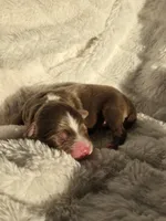 Simba , a male Miniature Australian Shepherd for sale in Pleasant Grove, CA – Photo 2 of 5