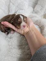 Simba , a male Miniature Australian Shepherd for sale in Pleasant Grove, CA – Photo 1 of 5