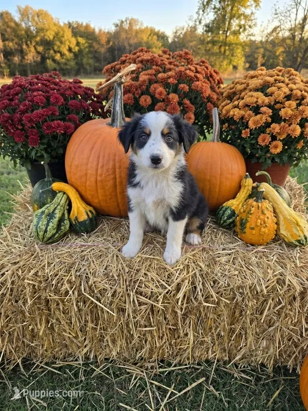 Honey – Miniature Australian Shepherd puppy for sale in Pleasant Grove, CA