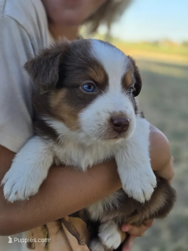 Toby  – Miniature Australian Shepherd puppy for sale in Pleasant Grove, CA