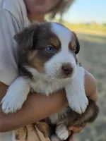 Toby , a male Miniature Australian Shepherd for sale in Pleasant Grove, CA – 3 of 5