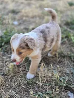 Willow, a female Miniature Australian Shepherd for sale in Pleasant Grove, CA – 5 of 7