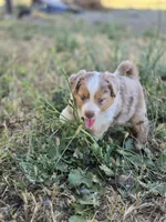 Willow, a female Miniature Australian Shepherd for sale in Pleasant Grove, CA – 2 of 7