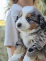 Dixon, a male Miniature Australian Shepherd for sale in Pleasant Grove, CA – 5 of 6