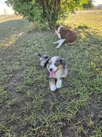 Pebble, a male Miniature Australian Shepherd for sale in Pleasant Grove, CA – 8 of 10