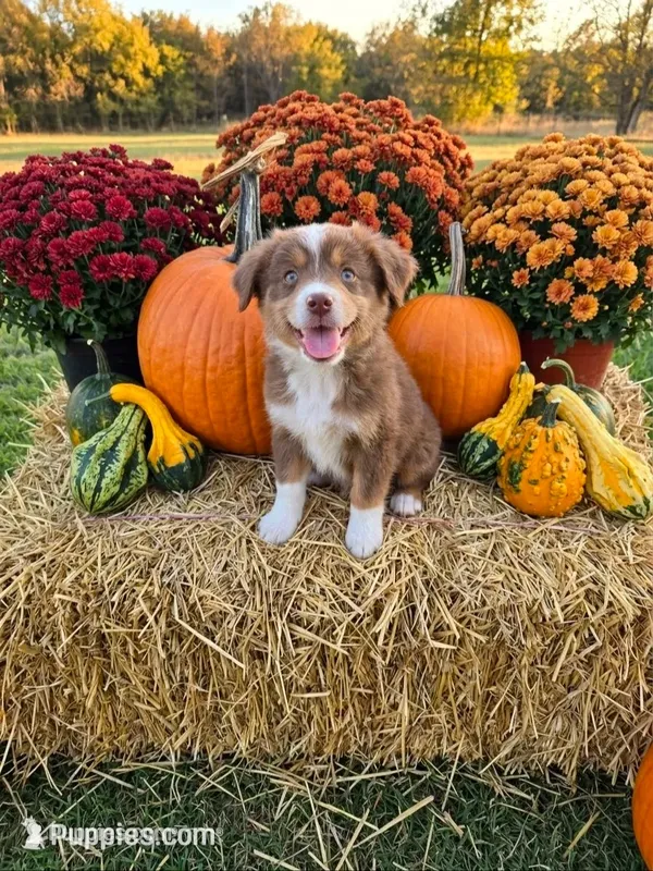 Remmy – Miniature Australian Shepherd puppy for sale in Pleasant Grove, CA