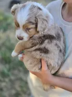 Willow, a female Miniature Australian Shepherd for sale in Pleasant Grove, CA – 4 of 7
