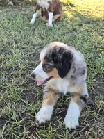 Pebble, a male Miniature Australian Shepherd for sale in Pleasant Grove, CA – 9 of 10