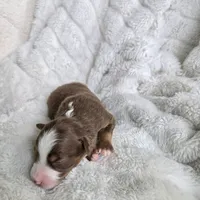 Tracker, a male Miniature Australian Shepherd for sale in Pleasant Grove, CA – Photo 6 of 7