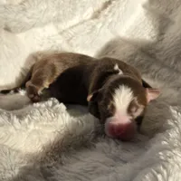 Tracker, a male Miniature Australian Shepherd for sale in Pleasant Grove, CA – Photo 2 of 7