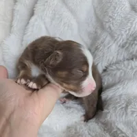 Tracker, a male Miniature Australian Shepherd for sale in Pleasant Grove, CA – Photo 1 of 7