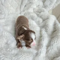 Tracker, a male Miniature Australian Shepherd for sale in Pleasant Grove, CA – Photo 5 of 7